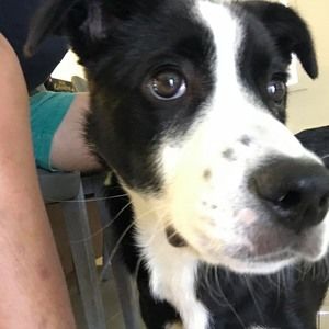 Meet your Posher, Ho chun